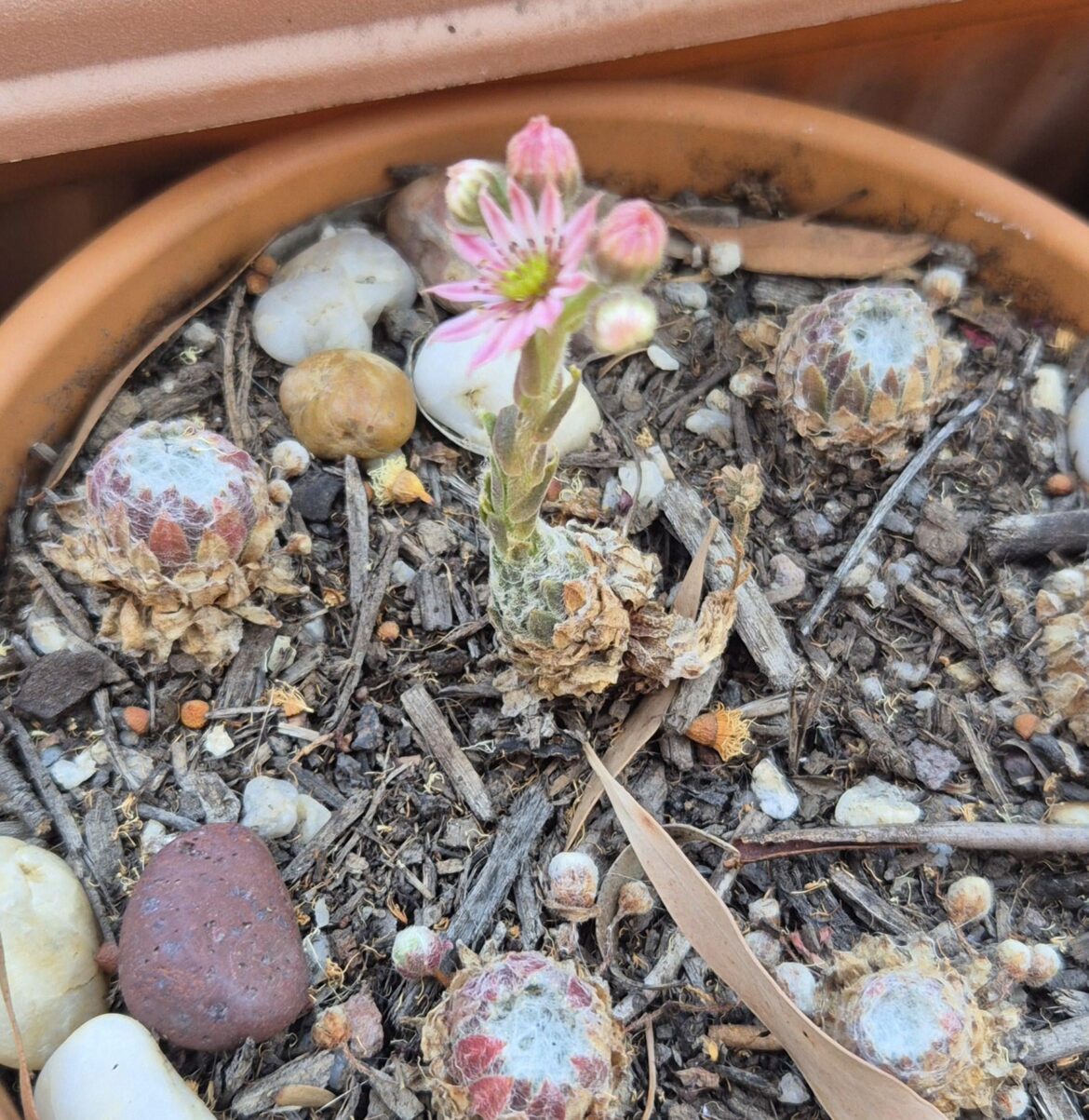 First flower of the death bloom.