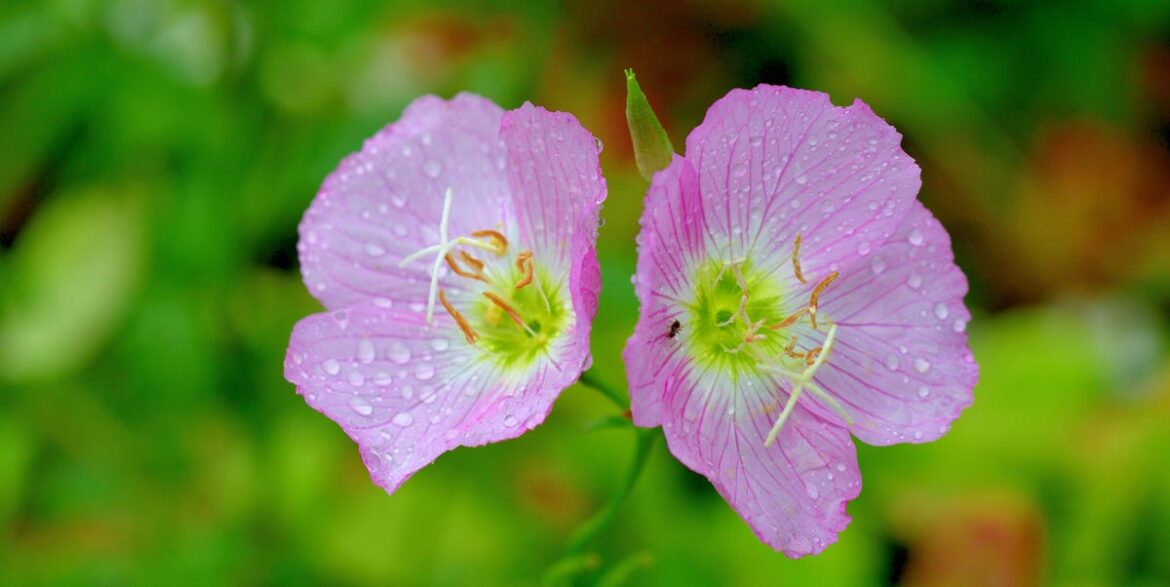 10 Flowers That Bloom at Night for a Dreamy Evening Garden