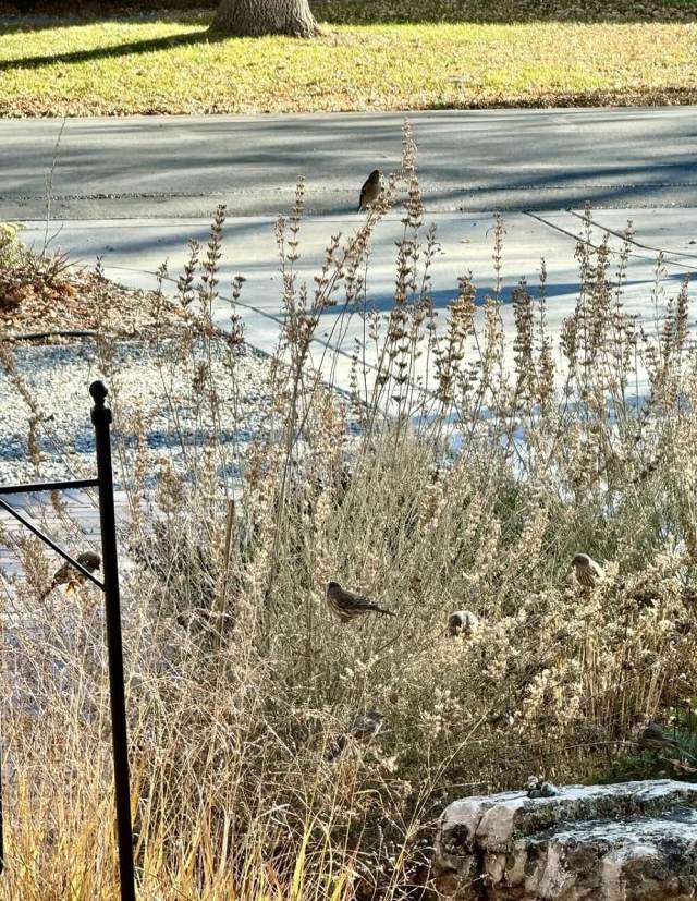 A Redditor shared a sweet photo of birds enjoying overgrown winter foliage in their yard.