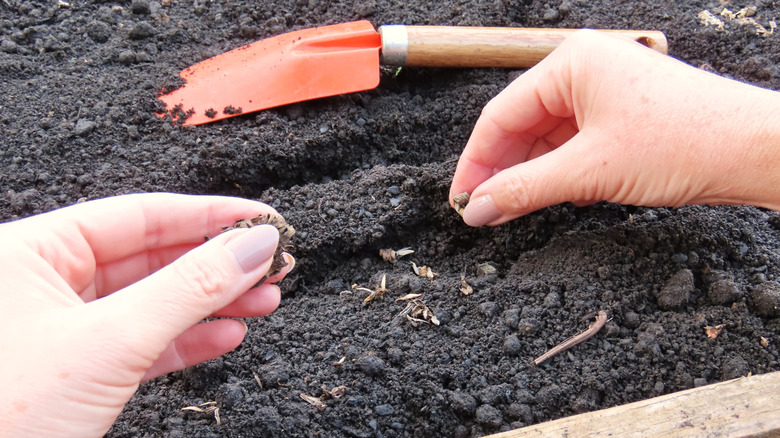 hands planting seeds in a garden bed