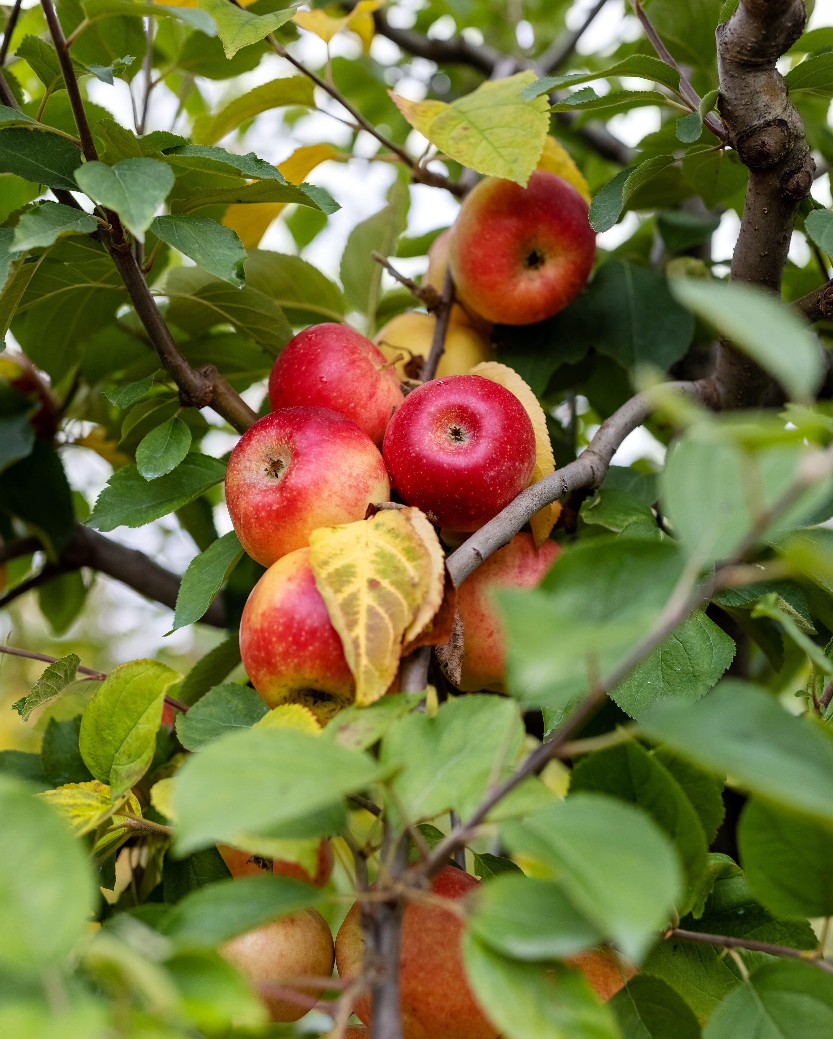 tree filled with apples