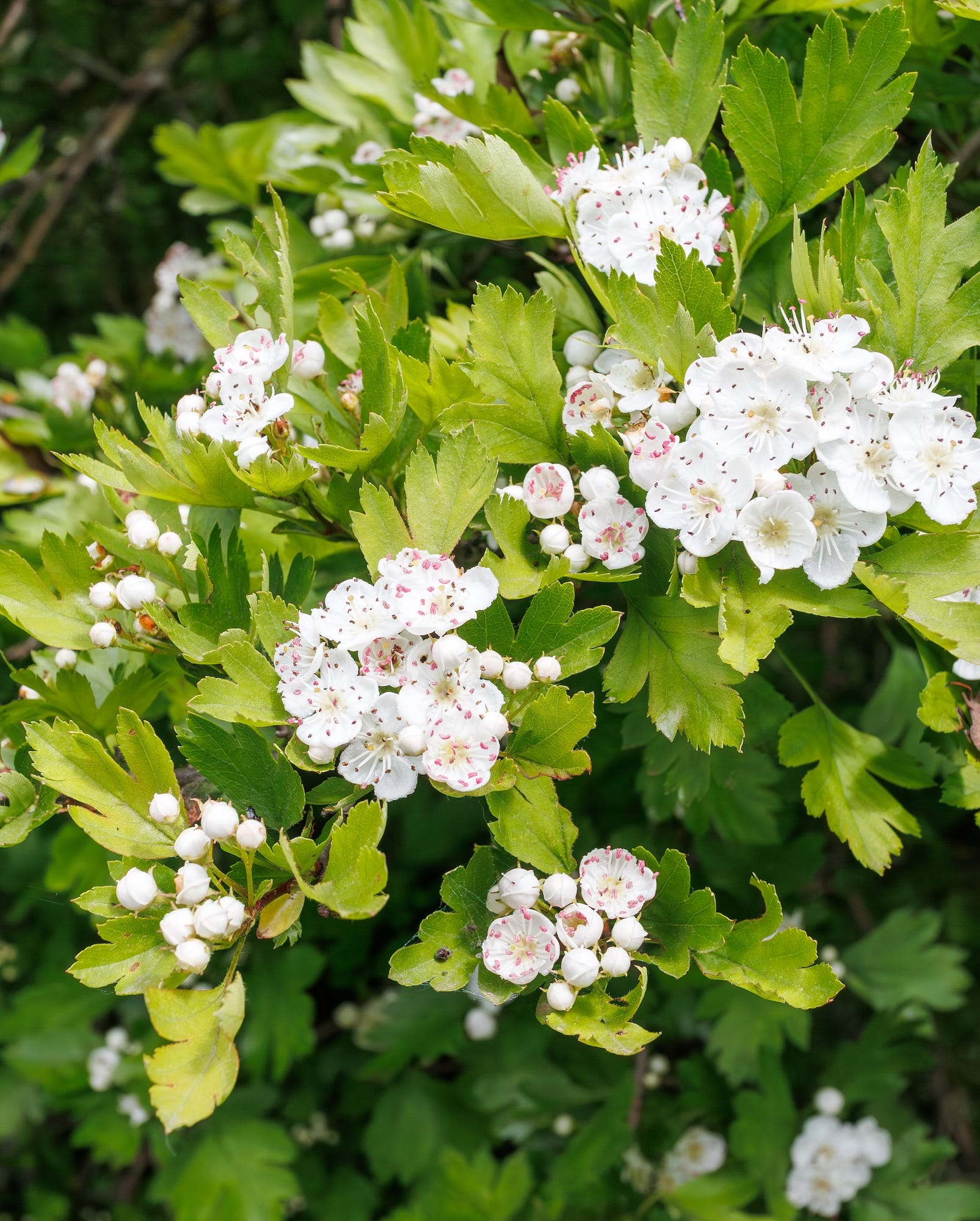close up of a hawthorn (crataegus) tree in full bloom