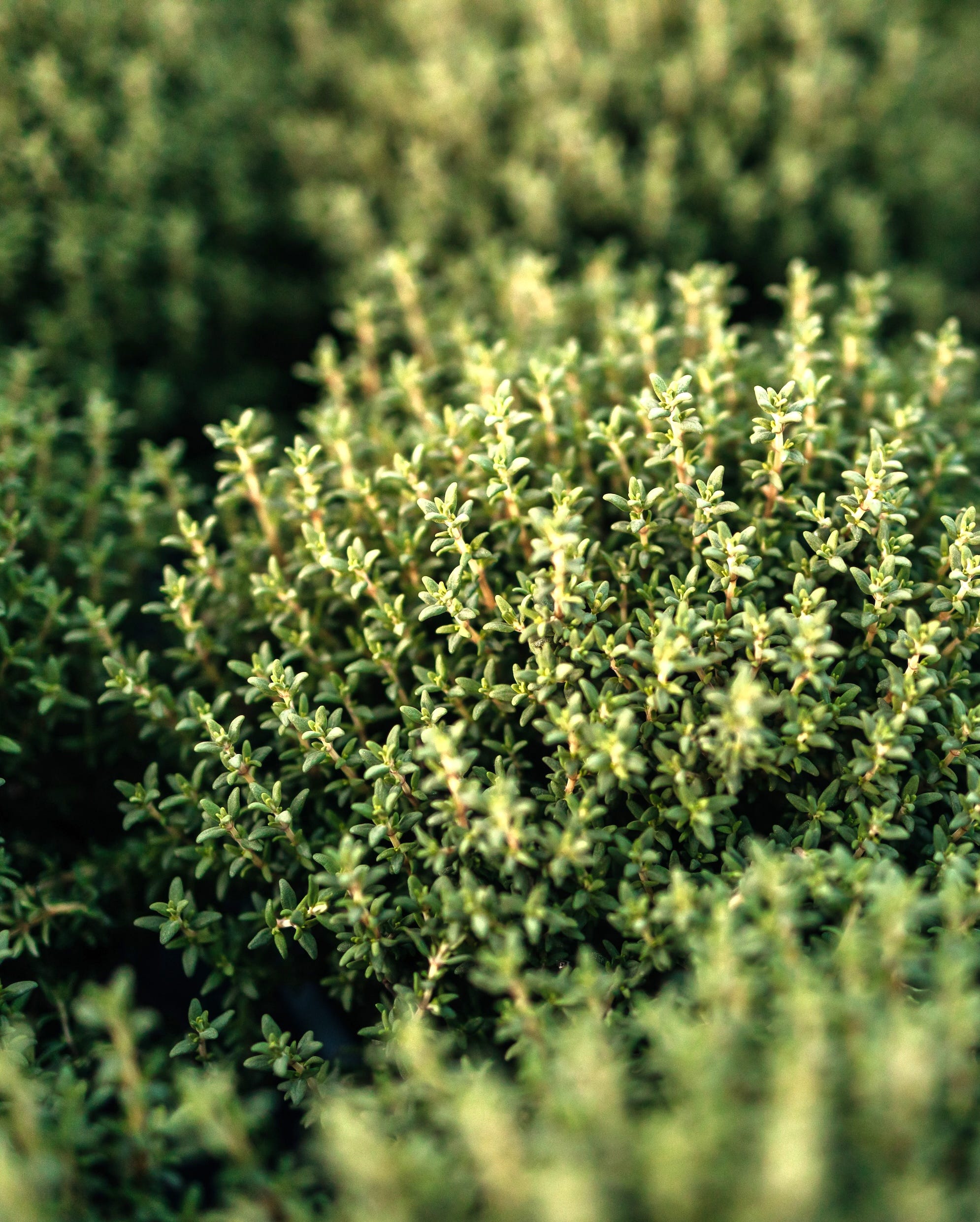 close up of small thyme bushes