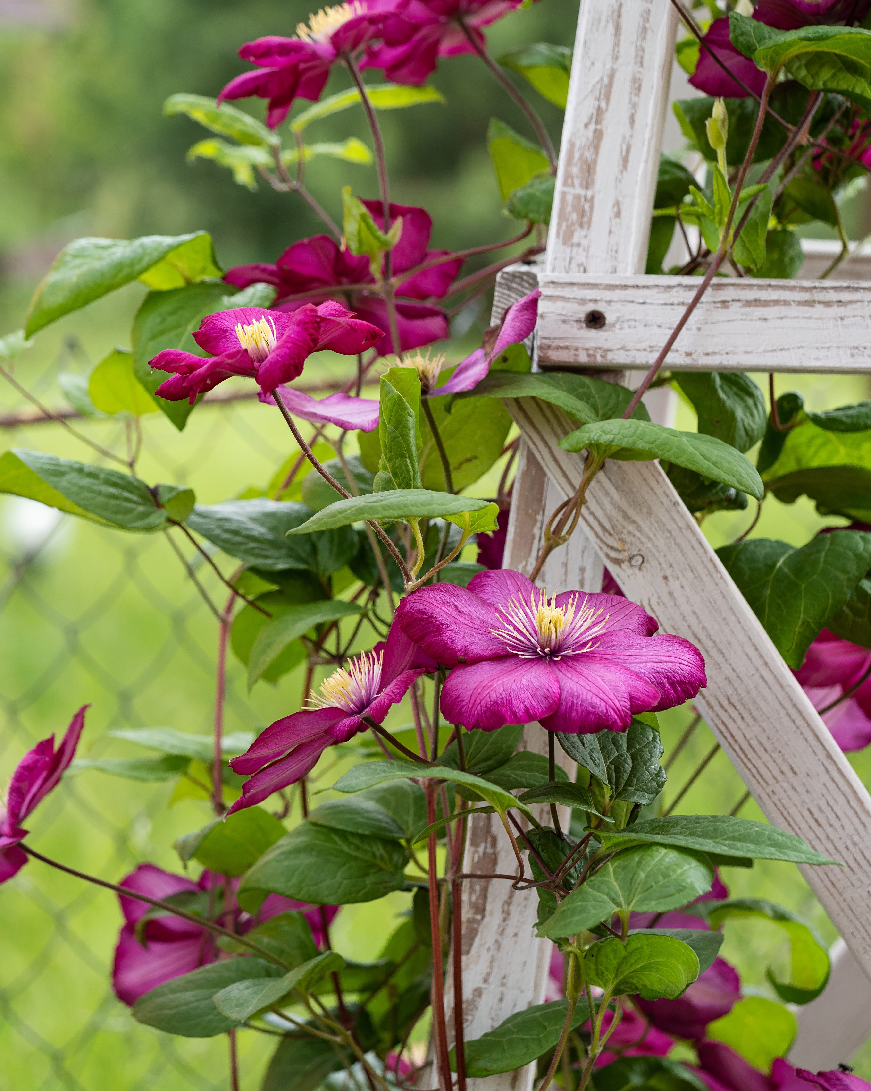 clematis flower climbing