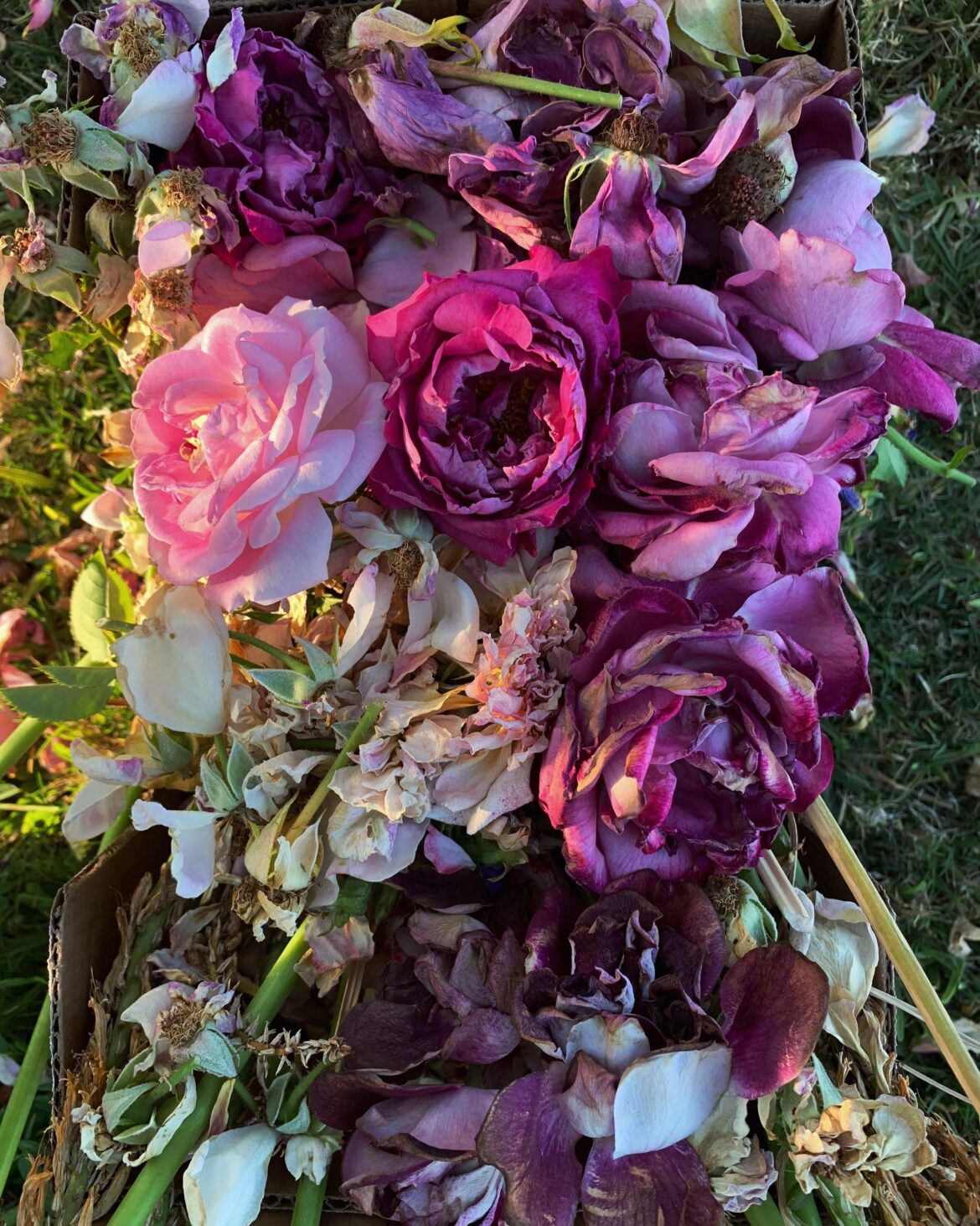 Deadheading. Even when fading, they look so beautiful.