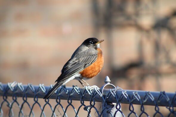 Puffed Chet Robbin Perched on a Fence