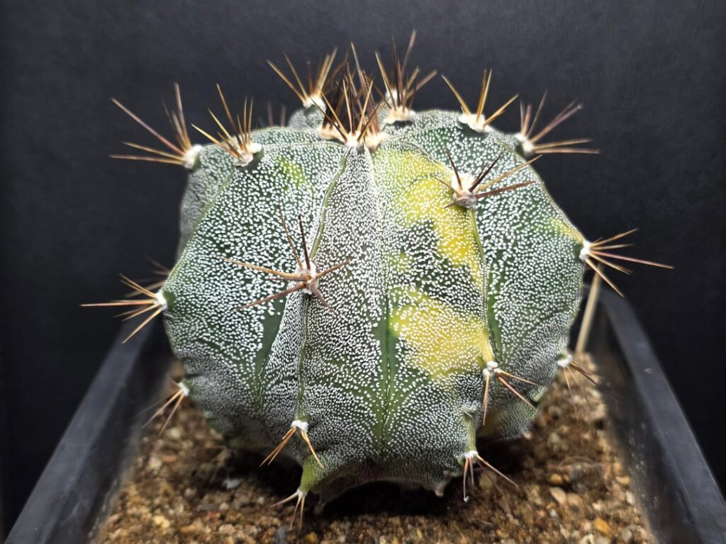 New addition