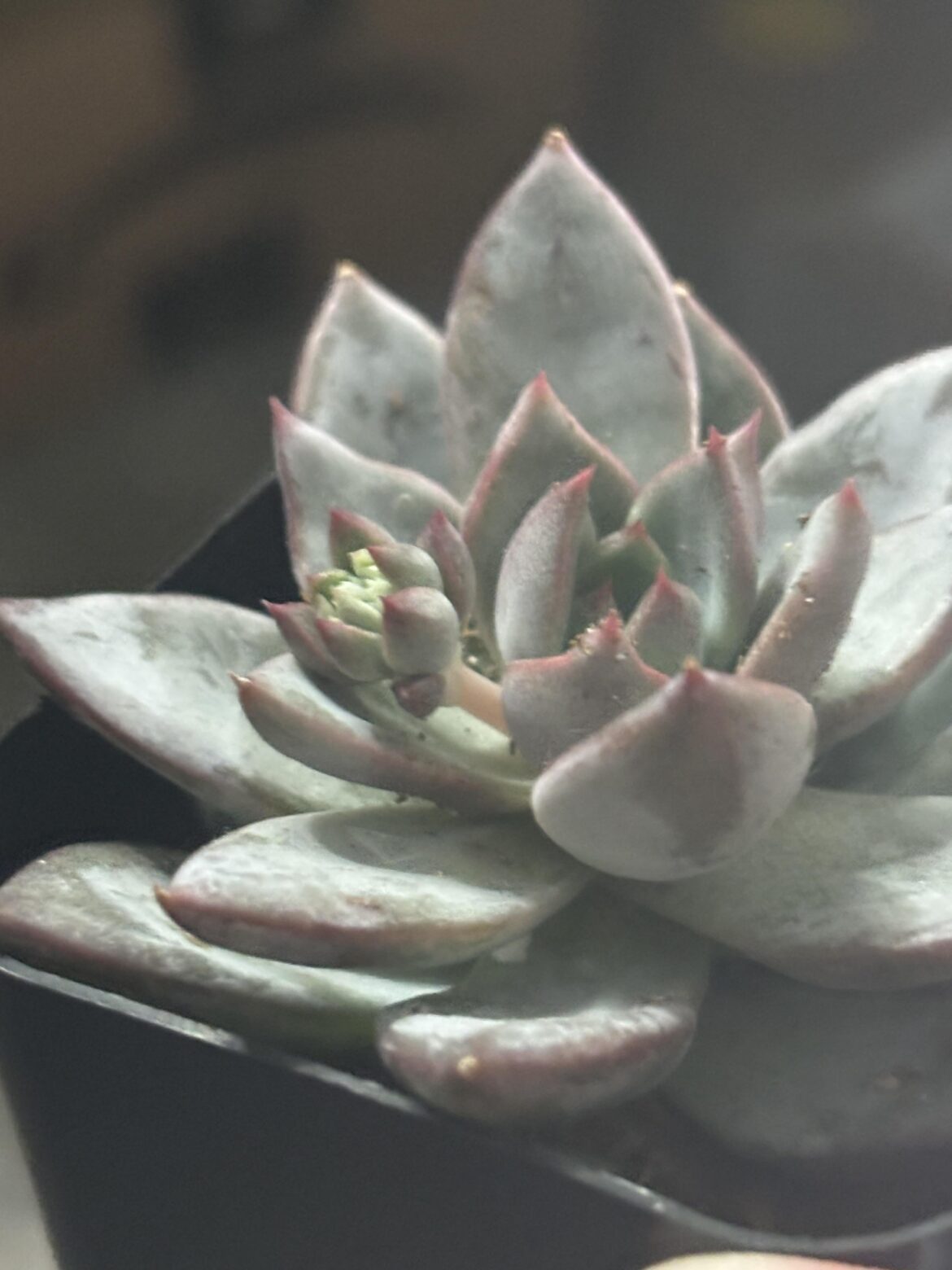 Flower Spike Forming!!!