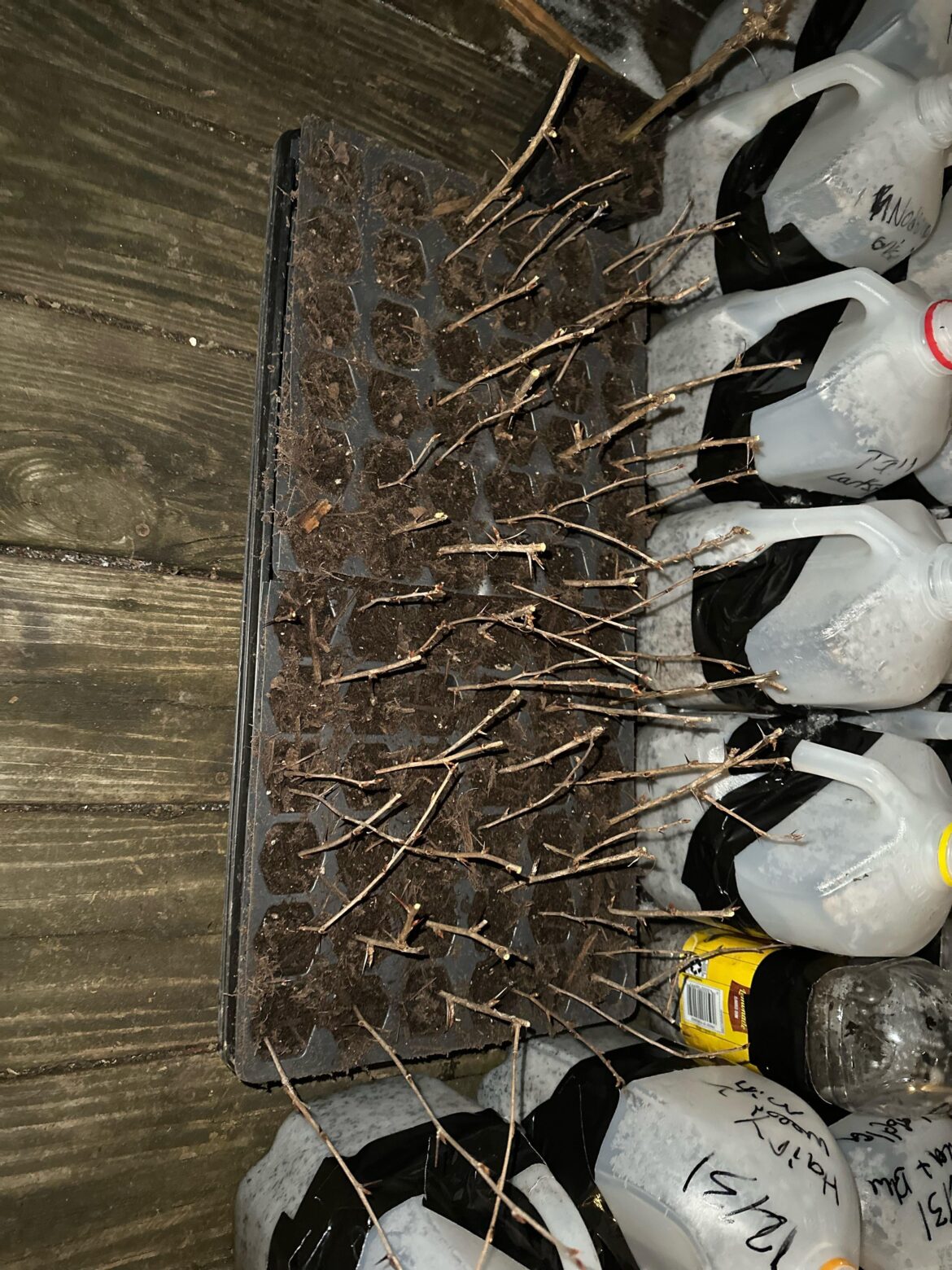 Propagating gooseberries for the first time…