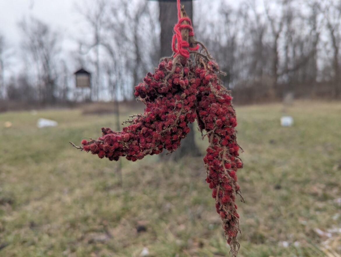 Native sumac bird feeder.