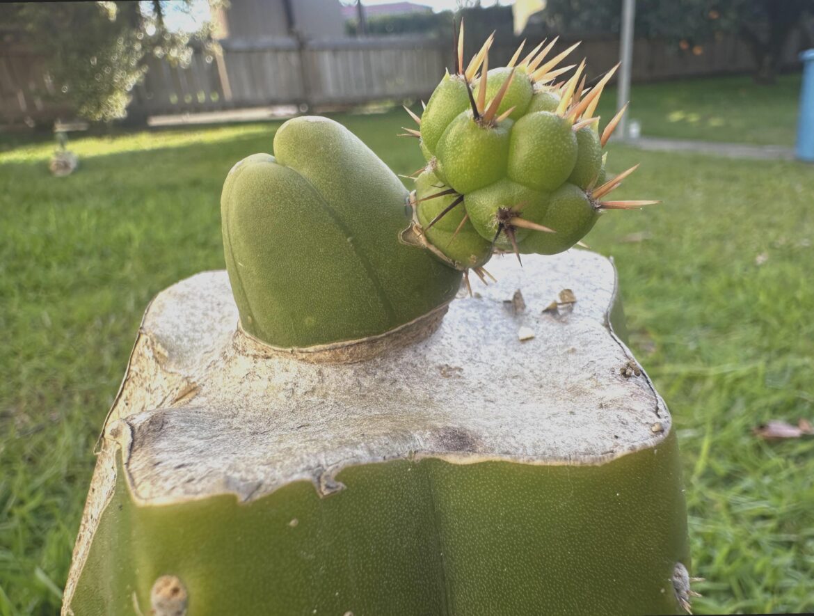 Baby’s popping now