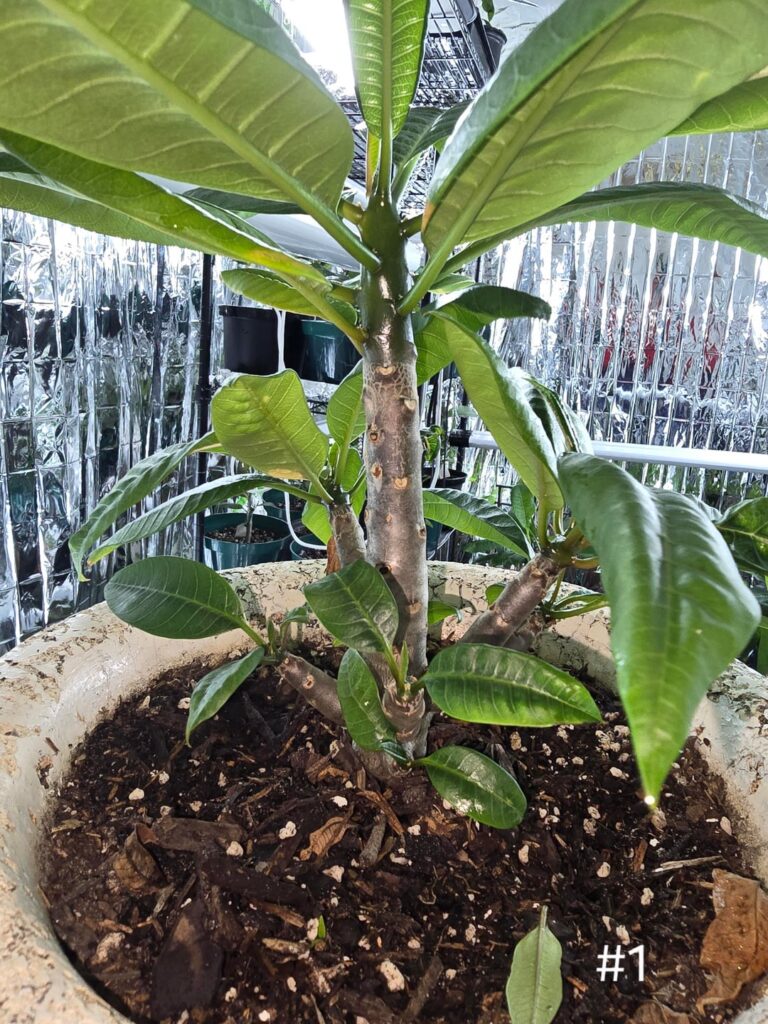 Seed-grown plumeria with multiple basal branches