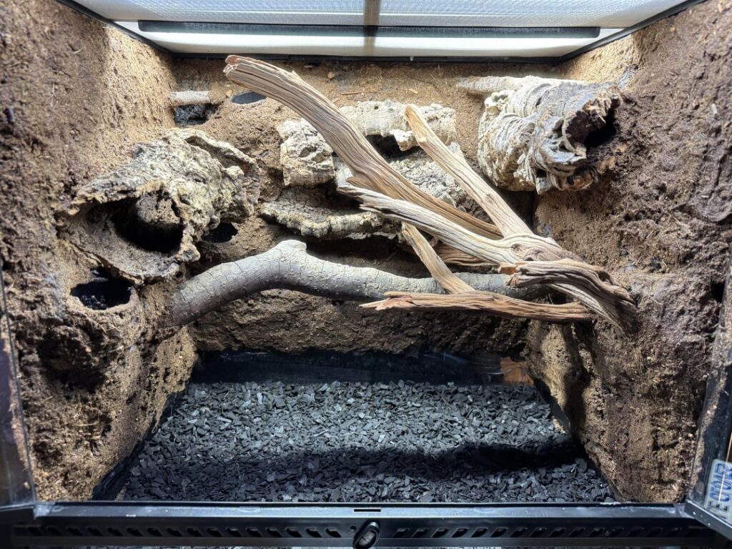 My First ever vivarium 24x18x24- 4 months in.