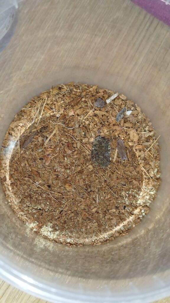 How do I save my Syntrichia sp.