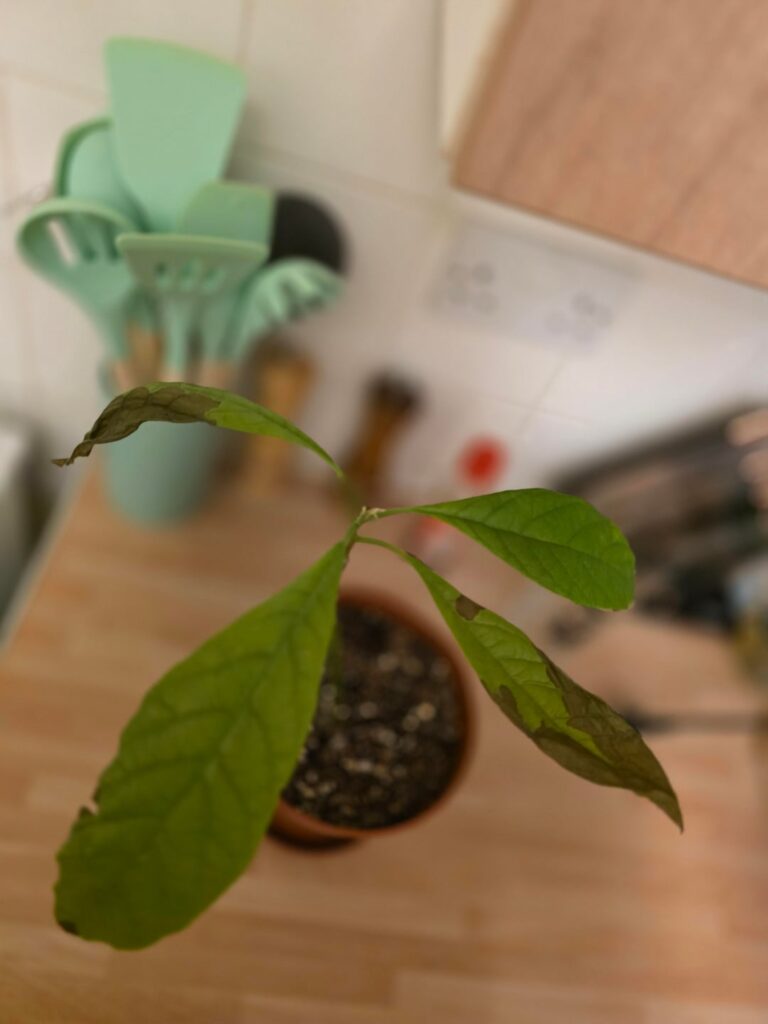 Can anyone tell me what’s wrong with my avocado plant? Can anyone tell me what's wrong with my avocado plant?