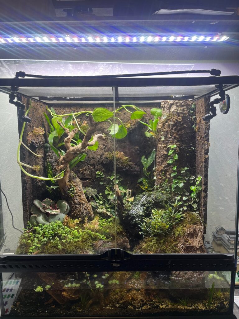 3 Month Old Paladarium - Shrimp dying after acclimation.