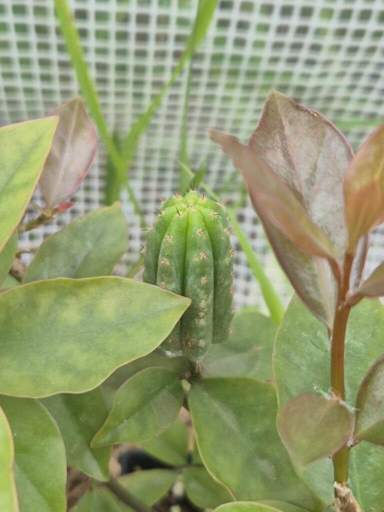 Grafting on peres...pereskia