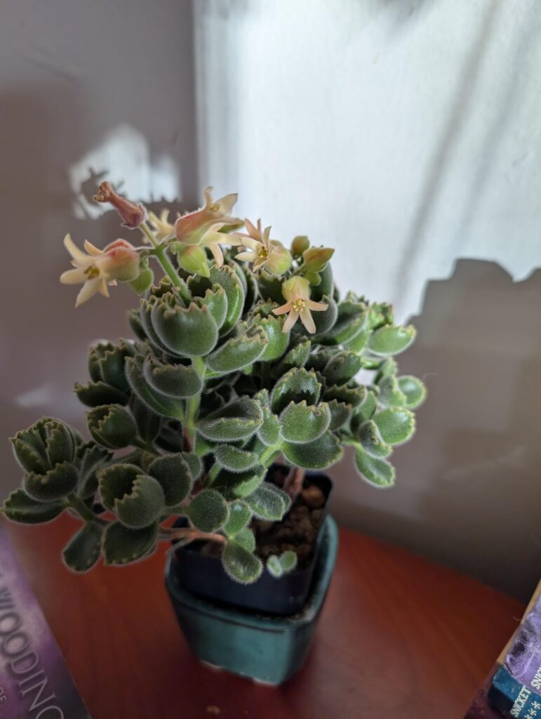 Bear Paw has been blooming 🐻 🍯