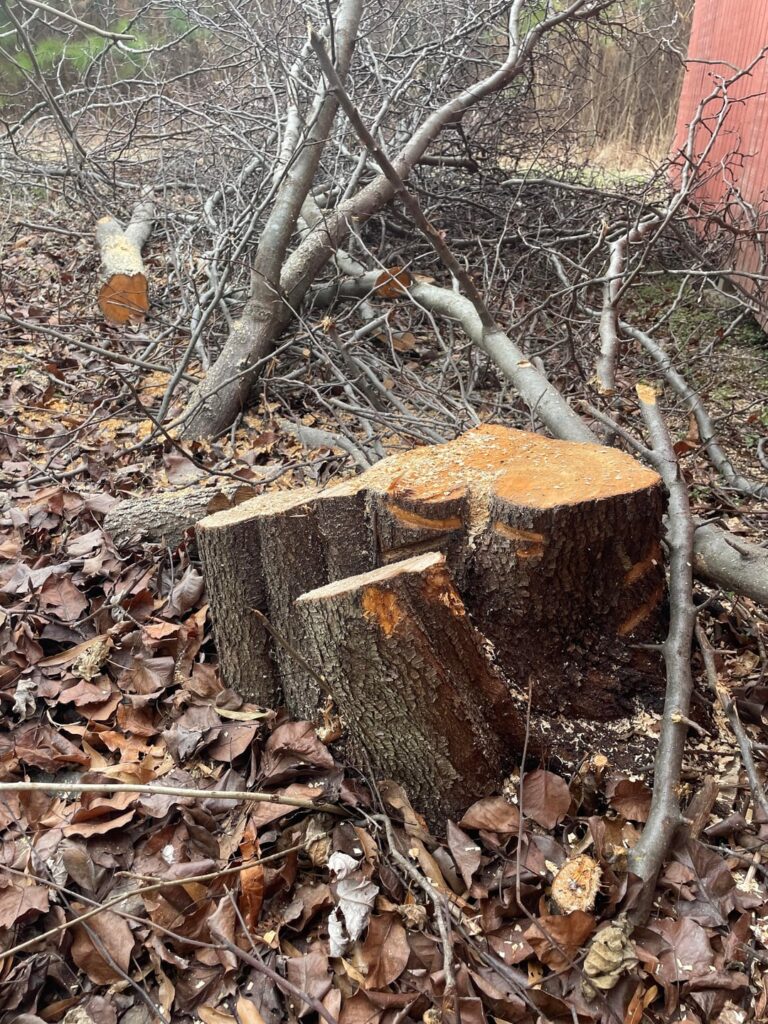 Advice on tree trimming. (What am I doing wrong?)