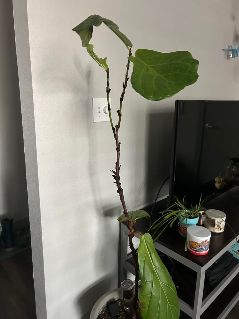 Should I prune my tree?