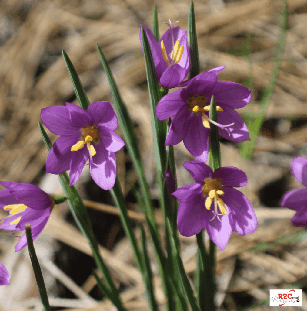 Wildflower Season