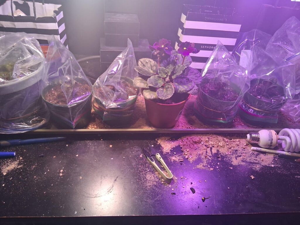 Ex uno, plura - from one, many!