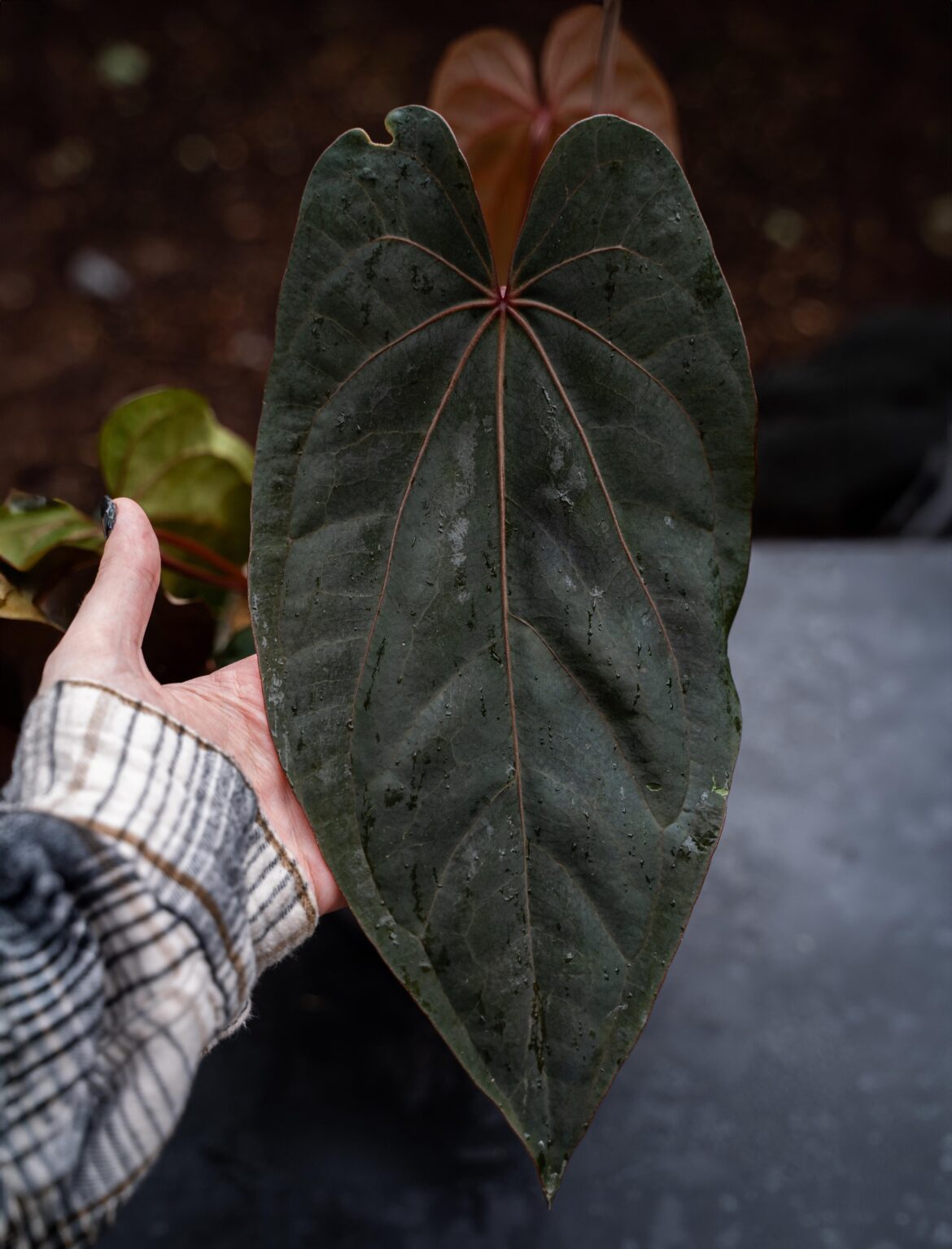 Anthurium Ace of Spades x Portillae
