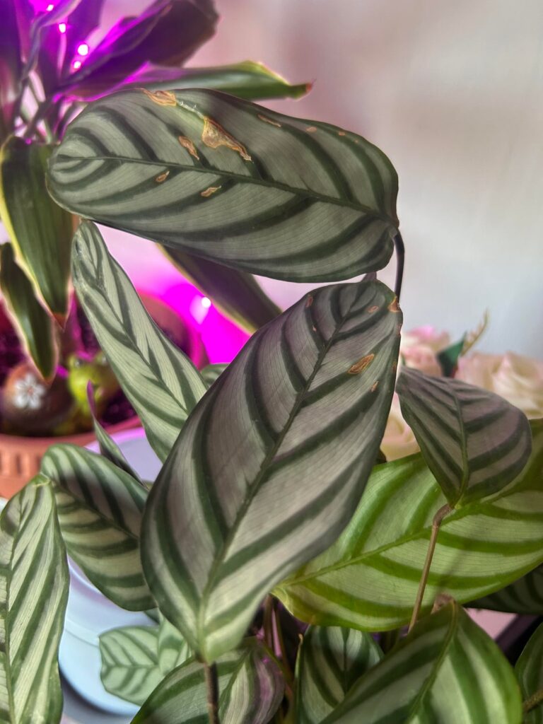 Brown spots on calathea Brown spots on calathea