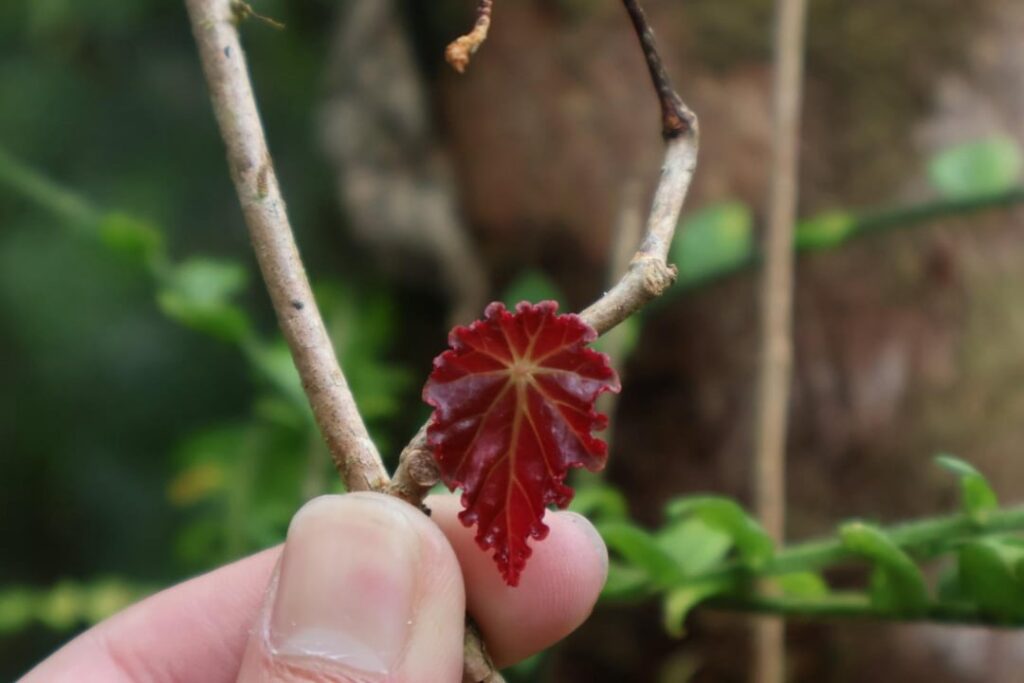 some wild begonias for yall😁