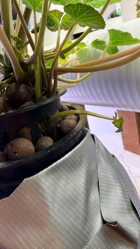 Wasabi update