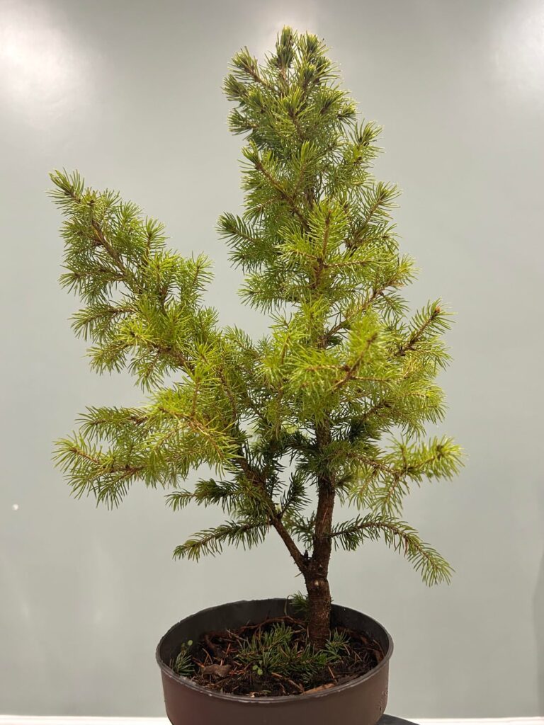 Thoughts onTwin Trunk spruce