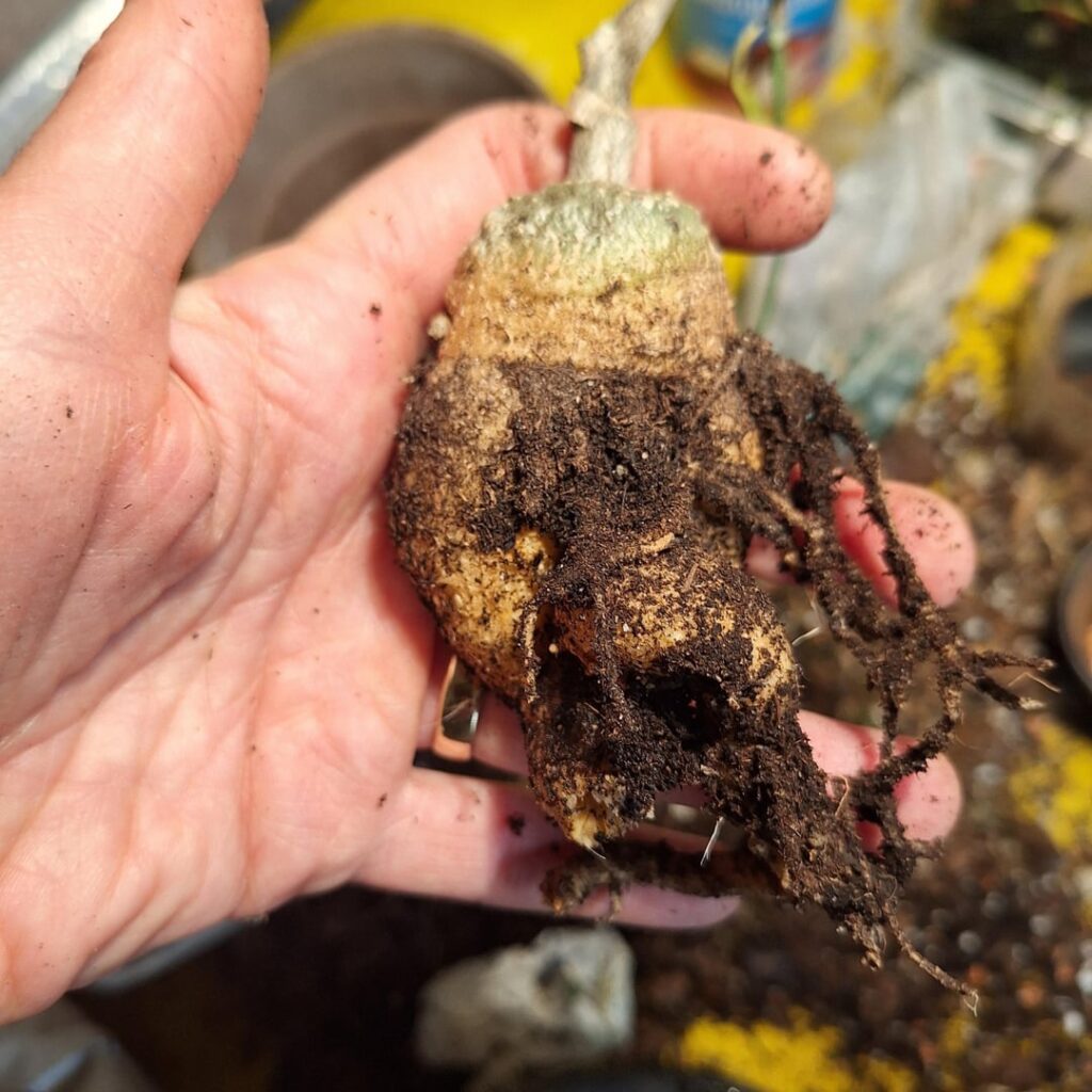 Help! Can this fockea edulis still be saved?