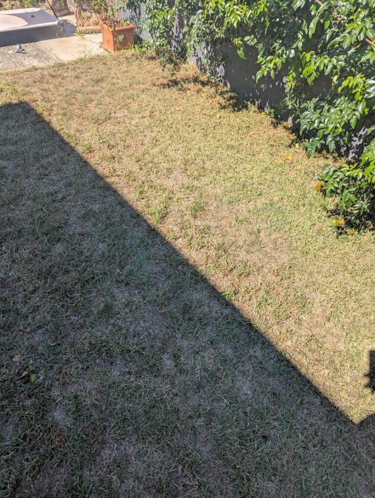 Grass dying more than usual Grass dying more than usual