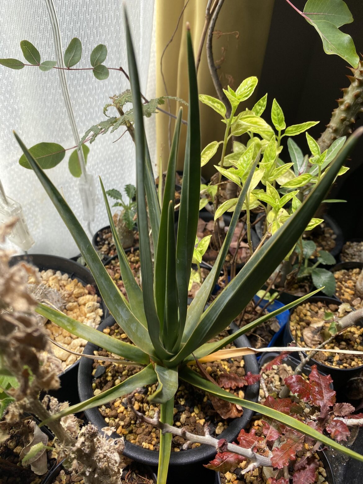 Dracaena cinnabari growing in the middle of winter indoors under grow lights and room temperature of greater than 23C