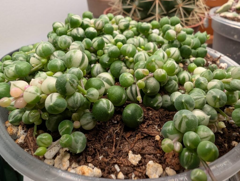 I'm obsessed with my variagated string of pearls