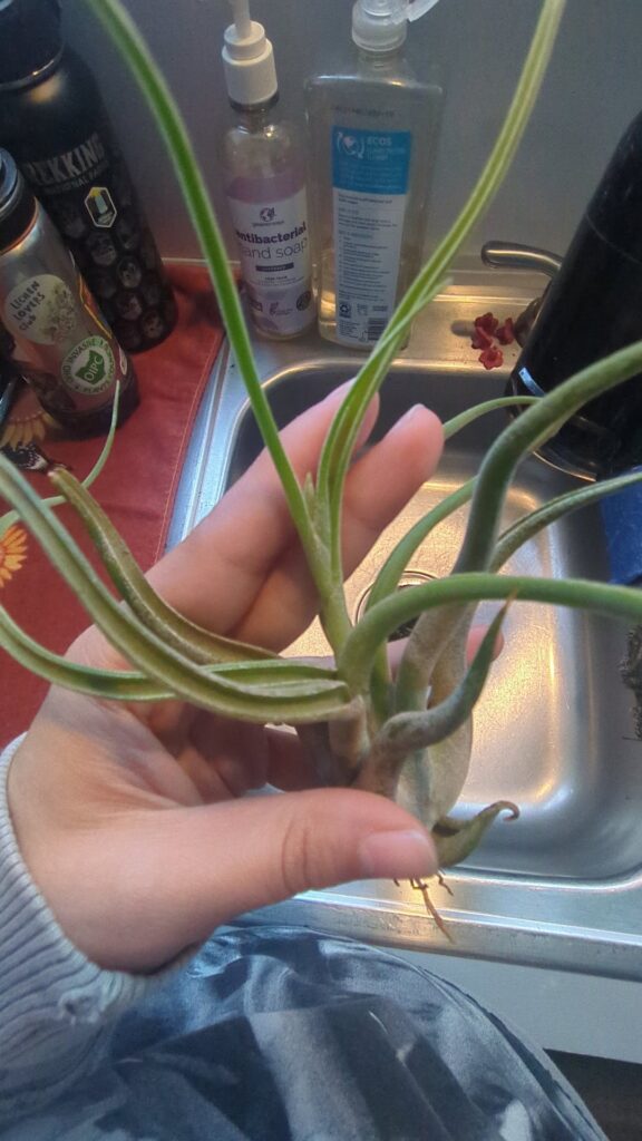 Is she blooming?! π Is she blooming?! π