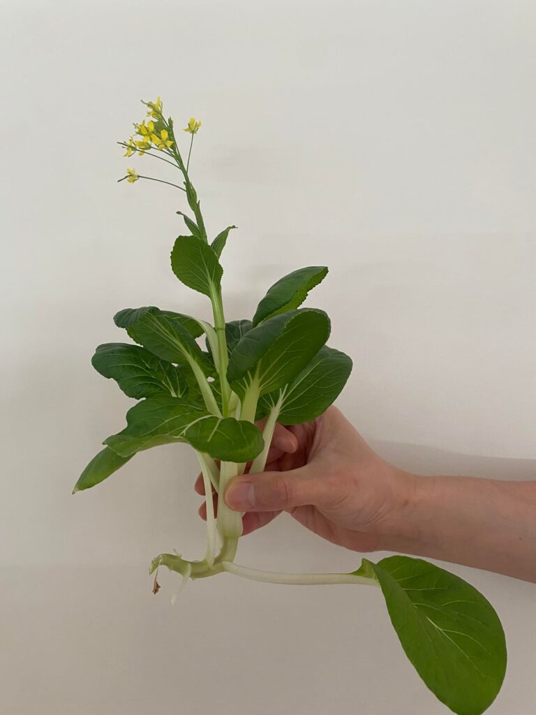 Weird looking Bok Choy Weird looking Bok Choy