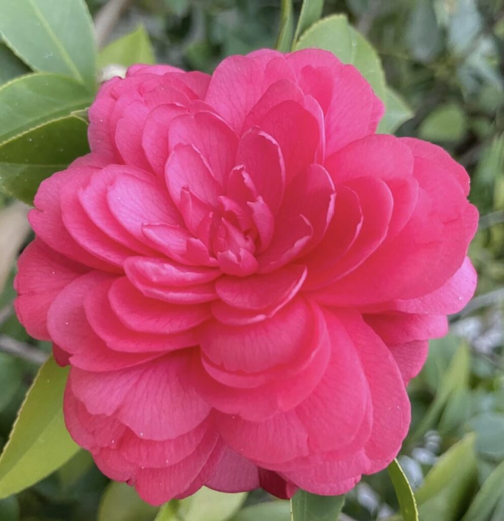 Beautiful flowers 🌸