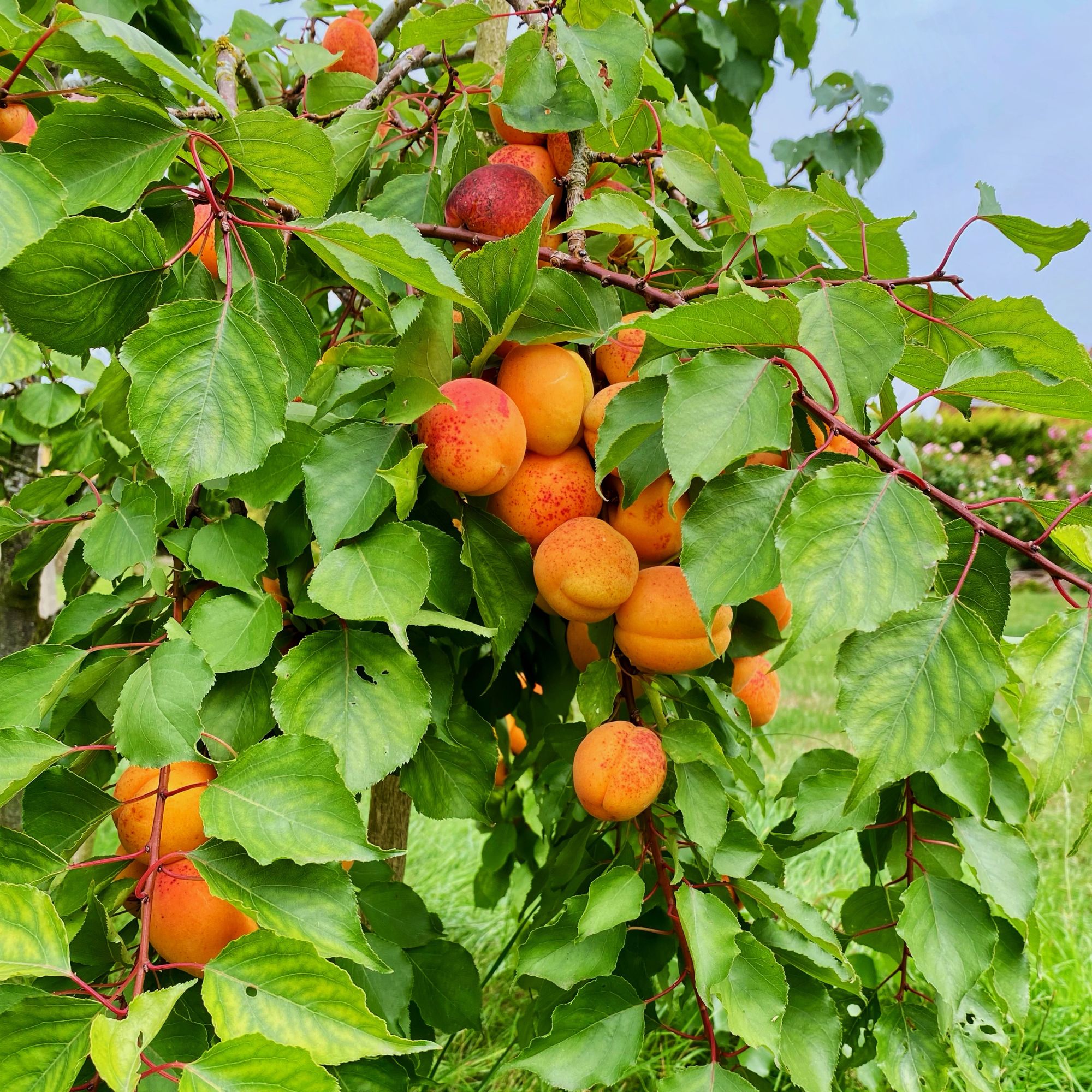 Apricots growing on apricot tree in orchard