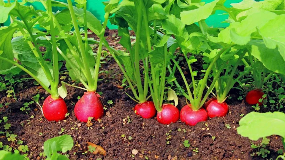 Red radish growing in the garden.
