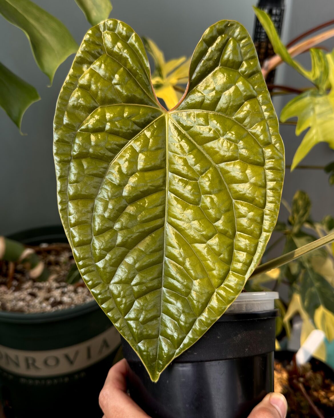 Mr. Steal Your Eyes ☕️