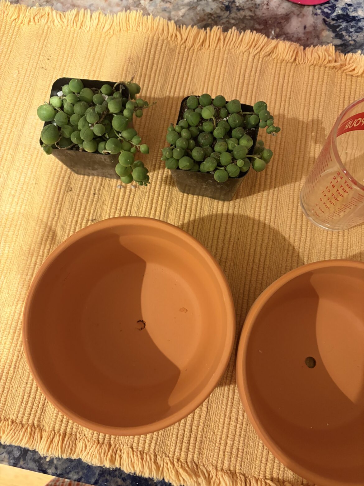 When to move pots?
