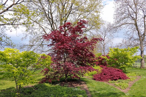 Red and green Japanese Maple trees Red and green Japanese Maple trees