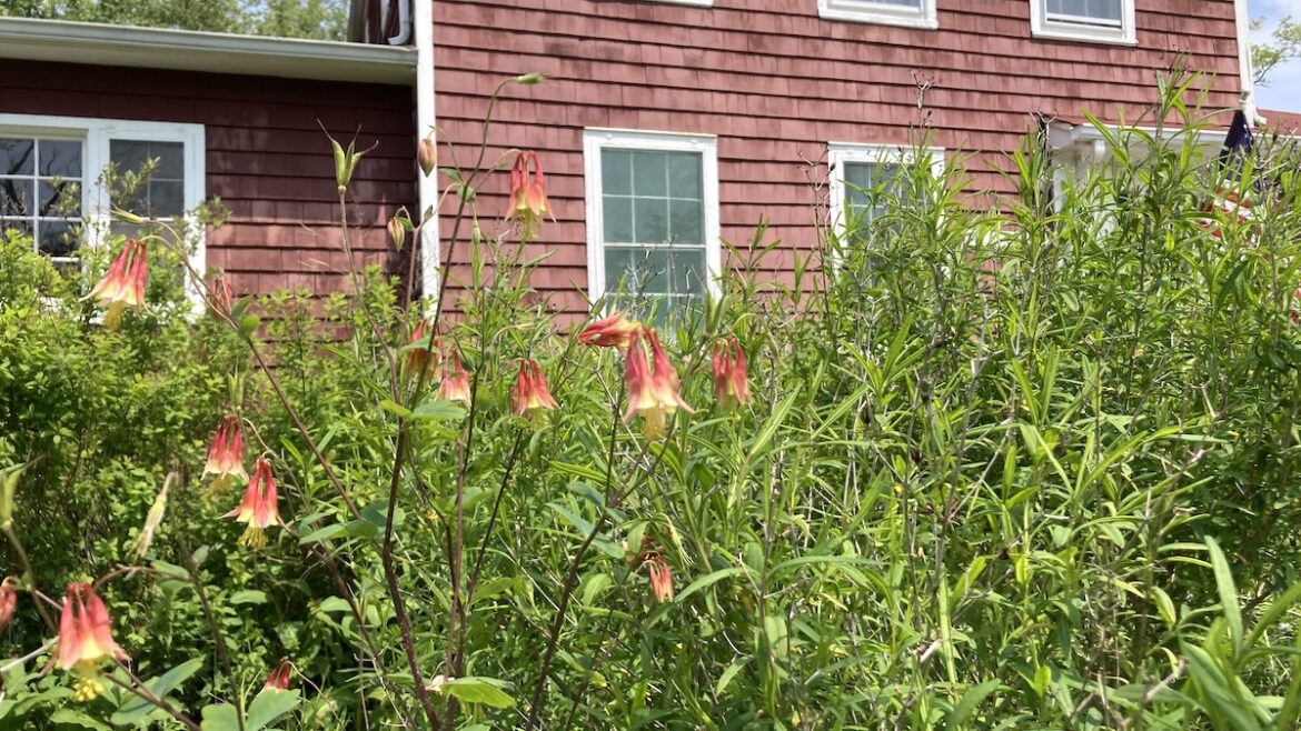 Gardening In Service to Our Coastal Ecology Gardening In Service to Our Coastal Ecology