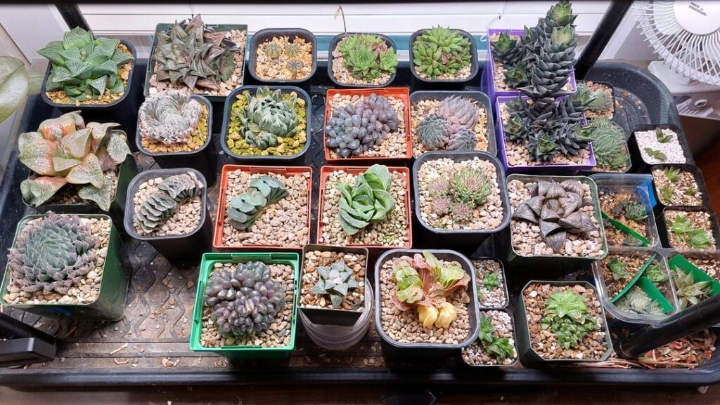 The first shelfies of 2026