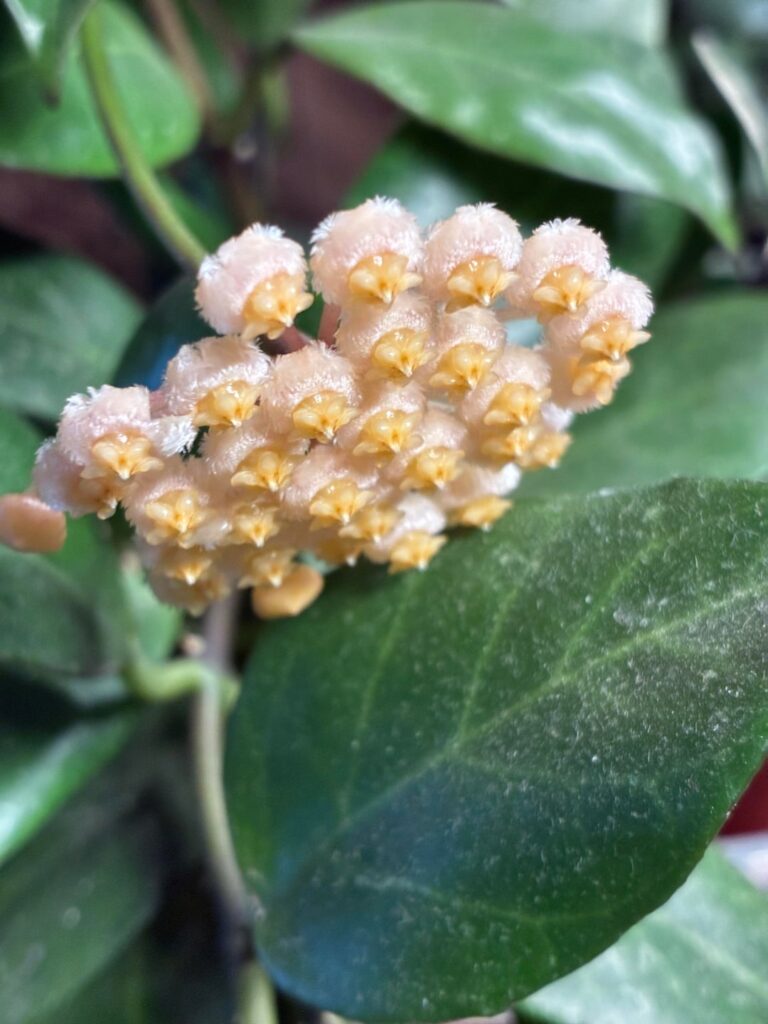 First time blooms!