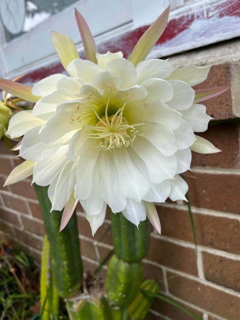 My cactus bloomed