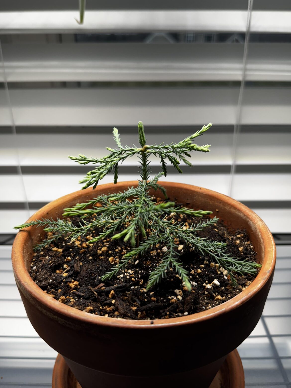 Are Giant Sequoias bonsai capable?