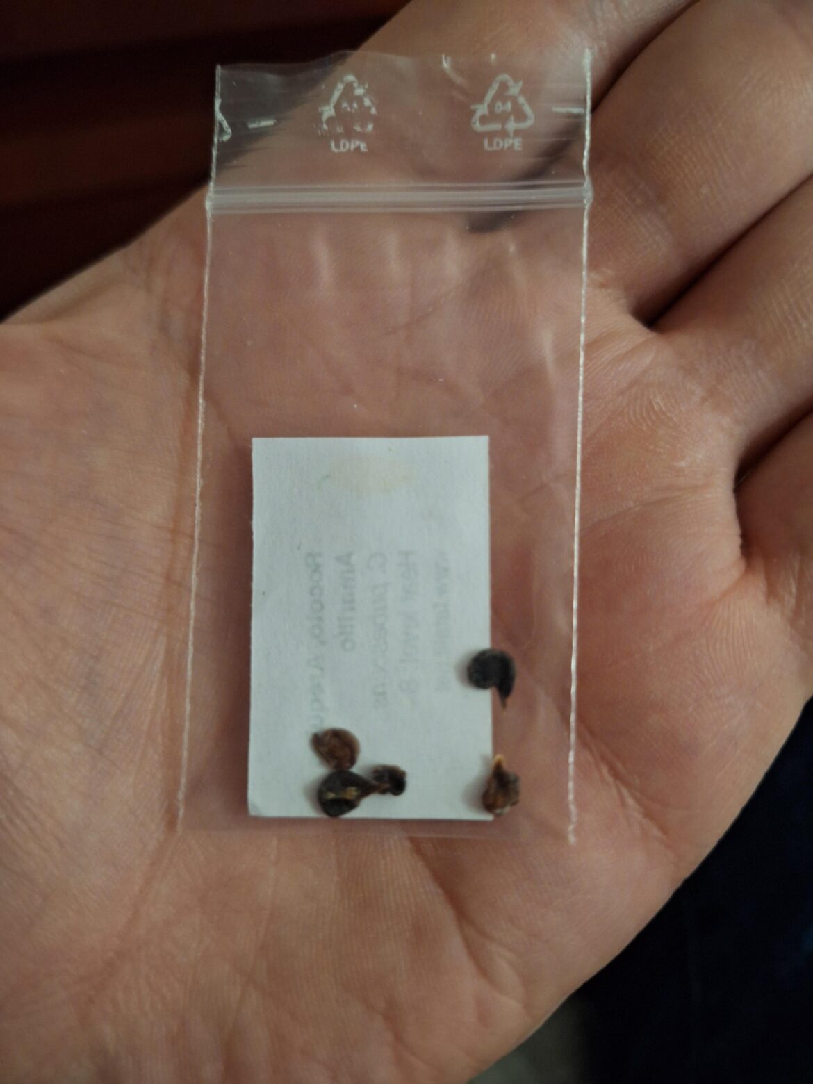 Rocoto seeds are unique in the capsicum genus by being black. Are there others which don't look like typical capsicum seeds?