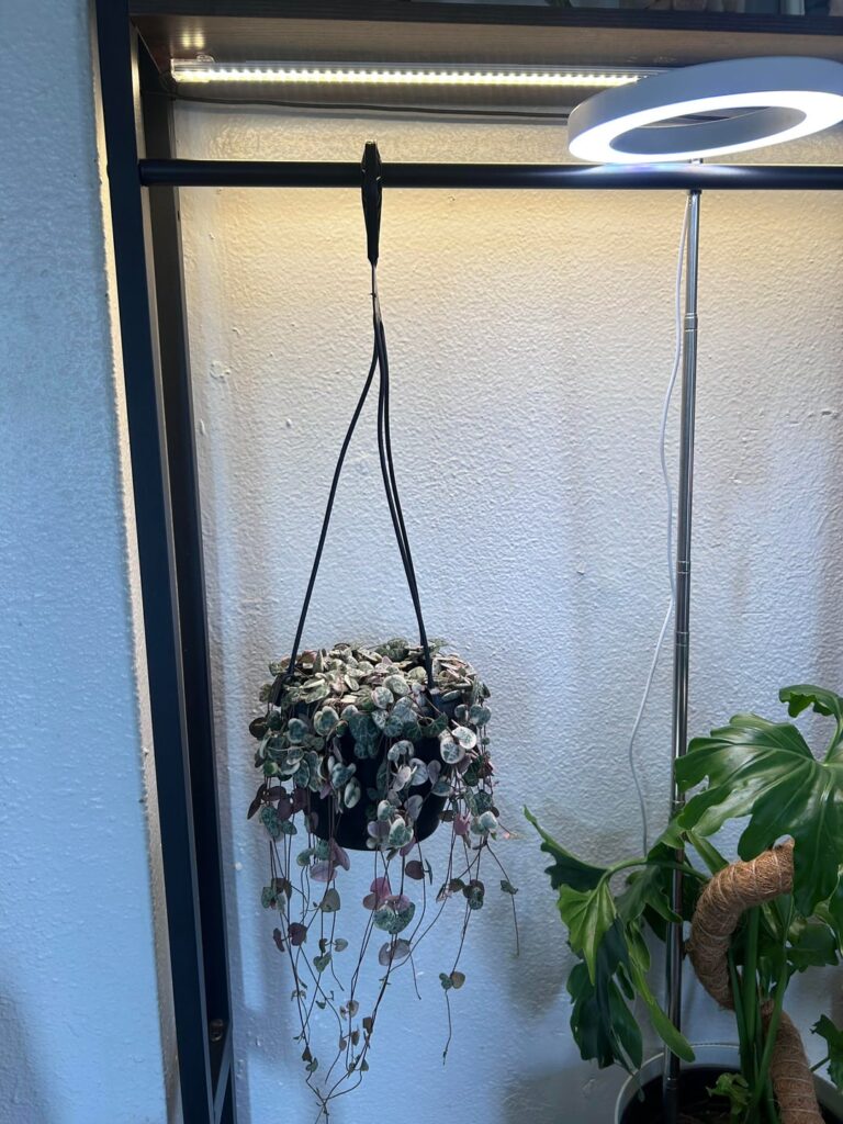 Tips for Variegated string of hearts please !!